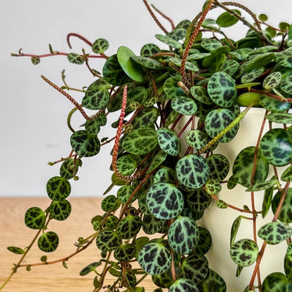 String of Turtles Plant Live, Succulent Trailing Vine, Indoor Houseplant Live in Pot