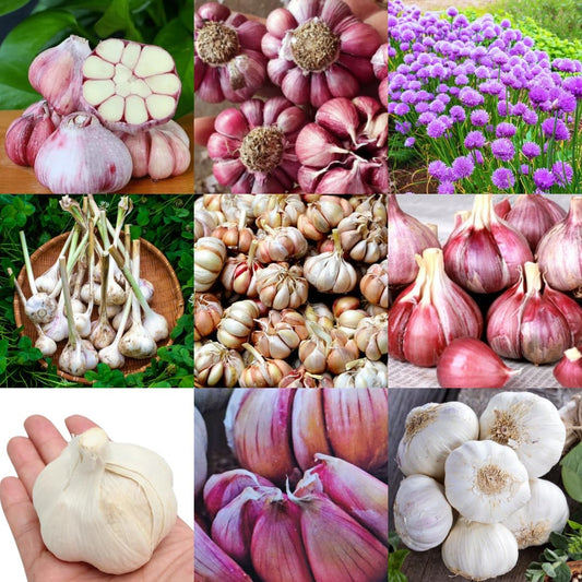 1 Pound Garlic for Planting in Fall Mix Random Softneck Hardneck, 8-10 Assorted Garlic Bulbs for