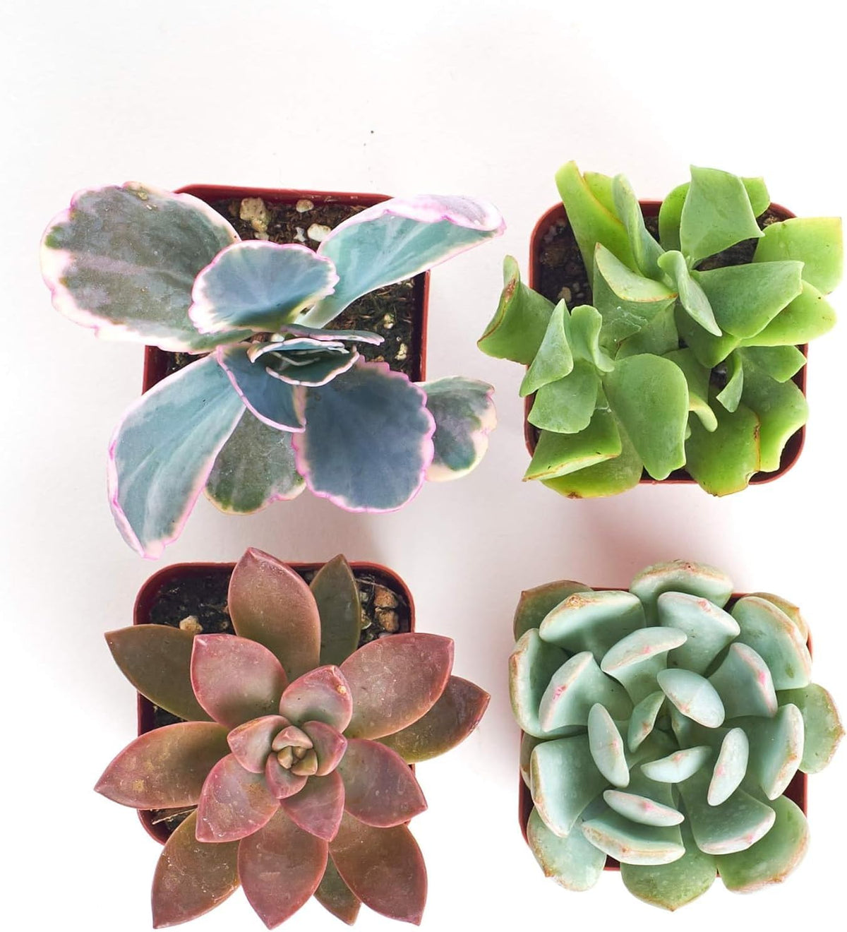 Shop Succulents Pastel Succulent Plant Pack Collection - Live Mini Succulent Plants, Low