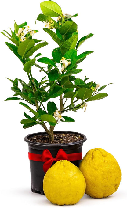 Ponderosa Lemon Patio Fruit Trees Live Plants 12-22" Tall - Dwarf Fruit Trees Live Plants Outdoor