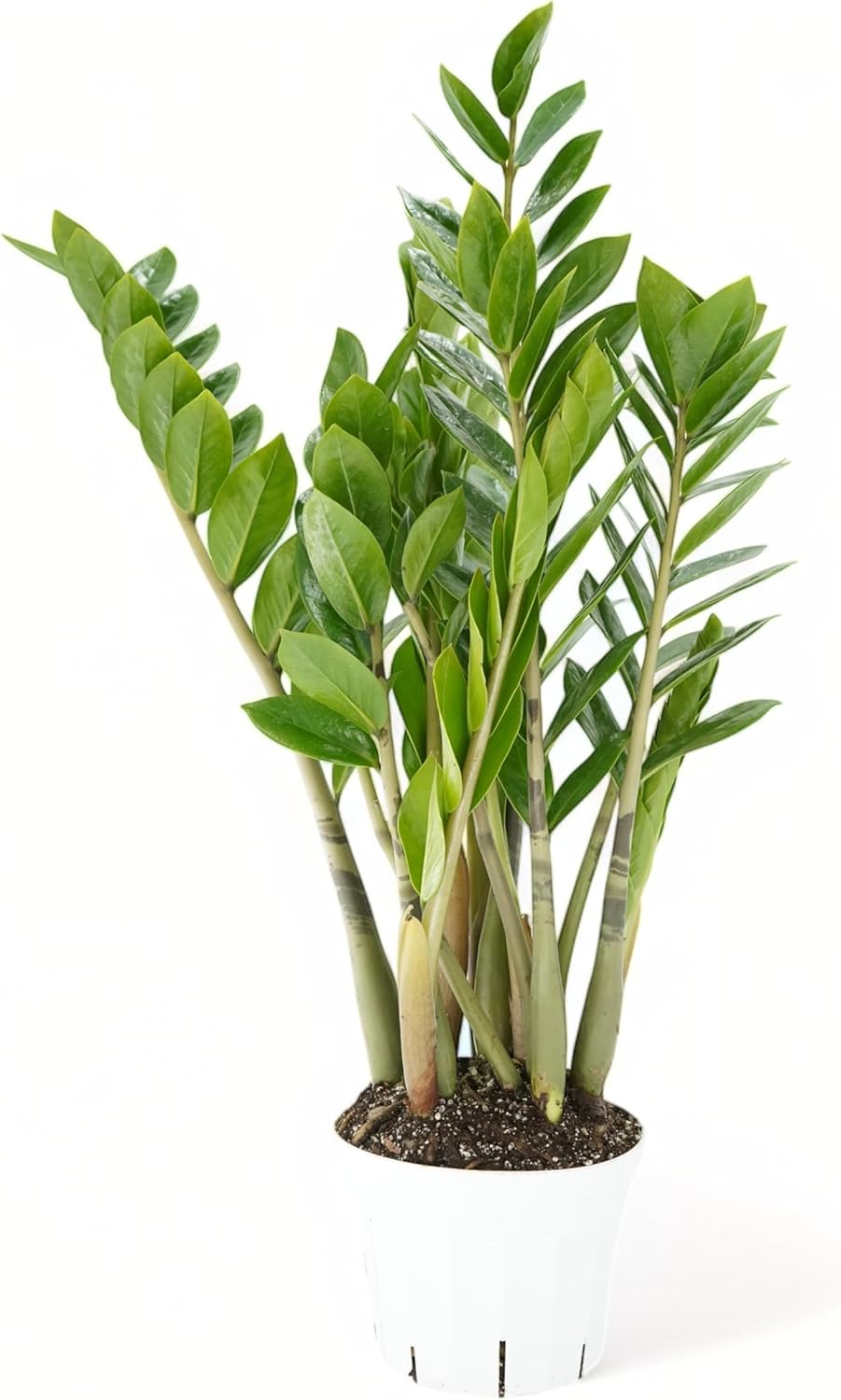 ZZ Plant Live - Air Purifier Indoor House Plant for Home Decor, Room Decor - Ideal Live Plant for