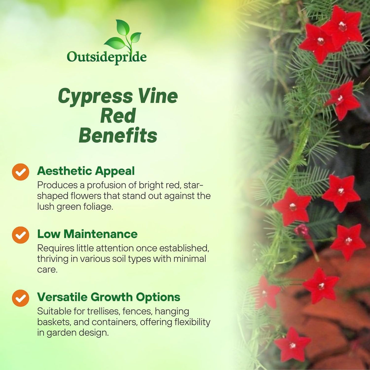 Outsidepride Red Cypress Vine Seeds - 200 Pcs Annual Flower Seeds with Nectar-Rich, Star-Shaped