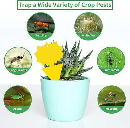 LULUCATCH Fruit Fly Sticky Trap 36 Pack, Safe Gnat Traps for Fruits, Plants, Super Sticky Fly Trap