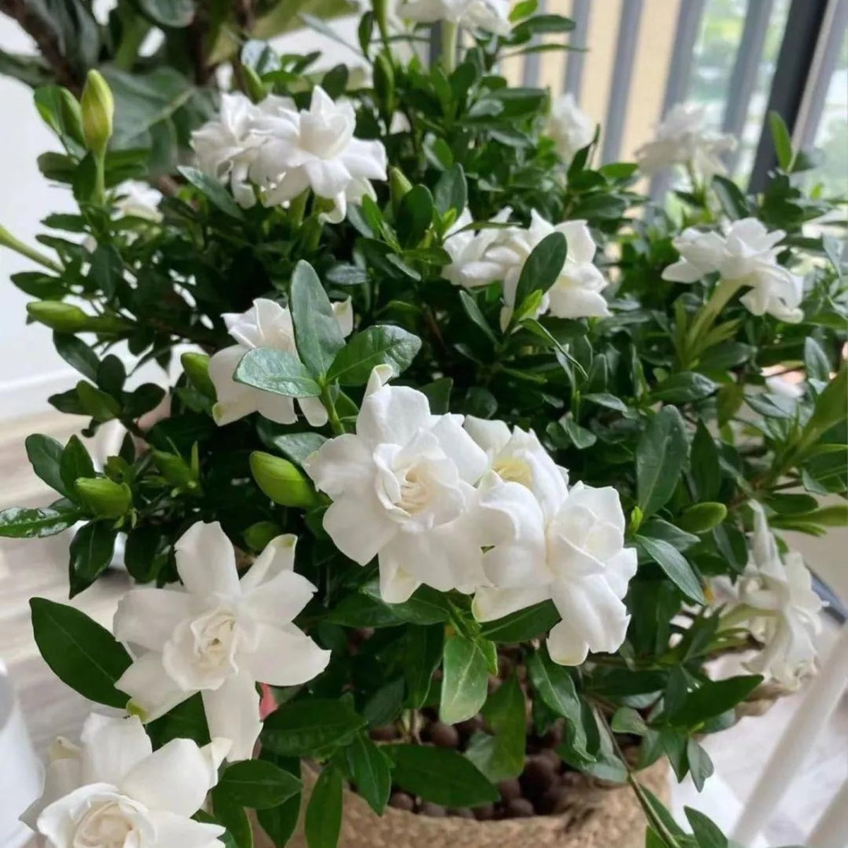 Jasmine Plant, Fragrant Jasmine Flower Vine 4-8 Inches Well Rooted for Container, Hanging Basket