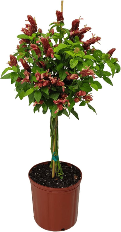Braided Shrimp Tree - Red Flowers - Overall Height 36" to 42" - Tropical Plants of Florida (Plant