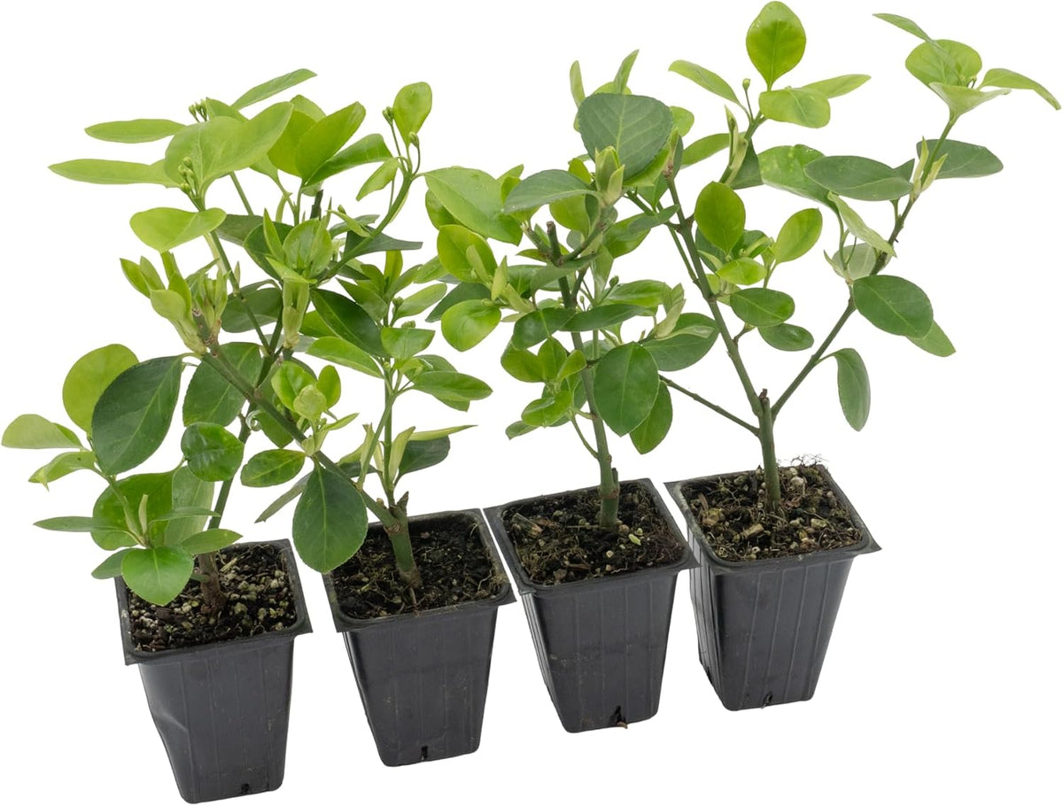 4 Manhattan Euonymus, Live Plants (Euonymus Kiautschovicus ‘Manhattan’) – Evergreen Shrub for