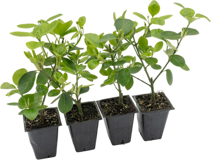 4 Manhattan Euonymus, Live Plants (Euonymus Kiautschovicus ‘Manhattan’) – Evergreen Shrub for