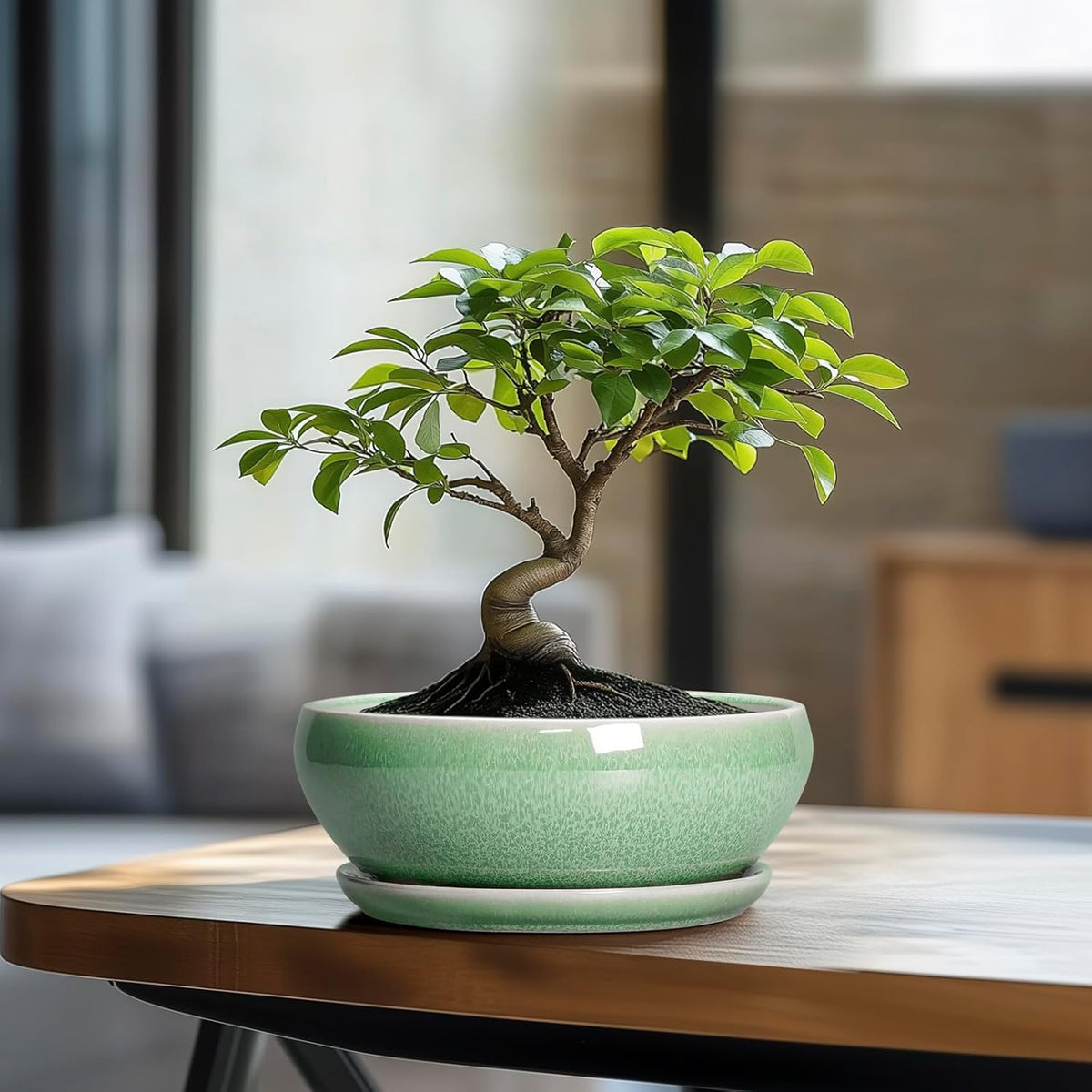 SQOWL Bonsai Planter - 8 Inch Ceramic Succulent Planters for Indoor Plants Outdoor, Shallow Round