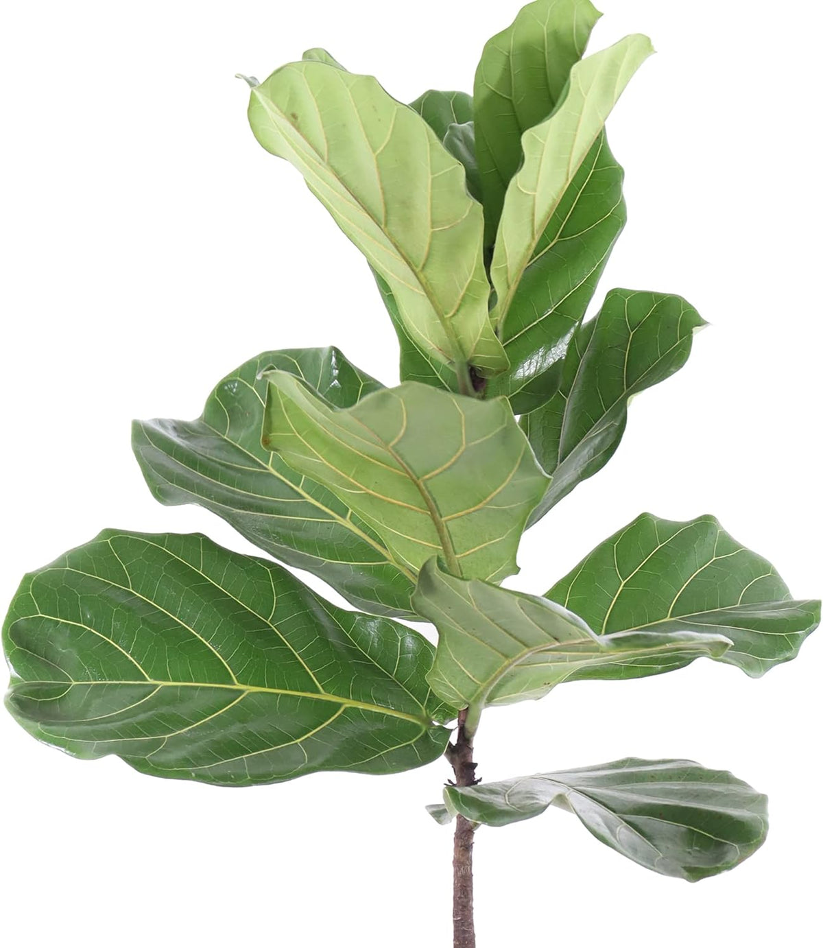 United Nursery Fiddle Leaf Fig – Ficus Lyrata Standard Tree in 10” Grower Pot – 24–34 Inches Tall