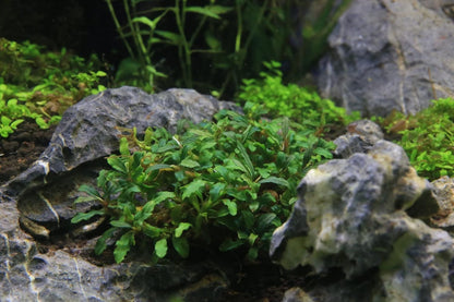 SubstrateSource Bucephalandra Catherinae Mini Live Aquarium Plant - Natural Freshwater Fish Tank