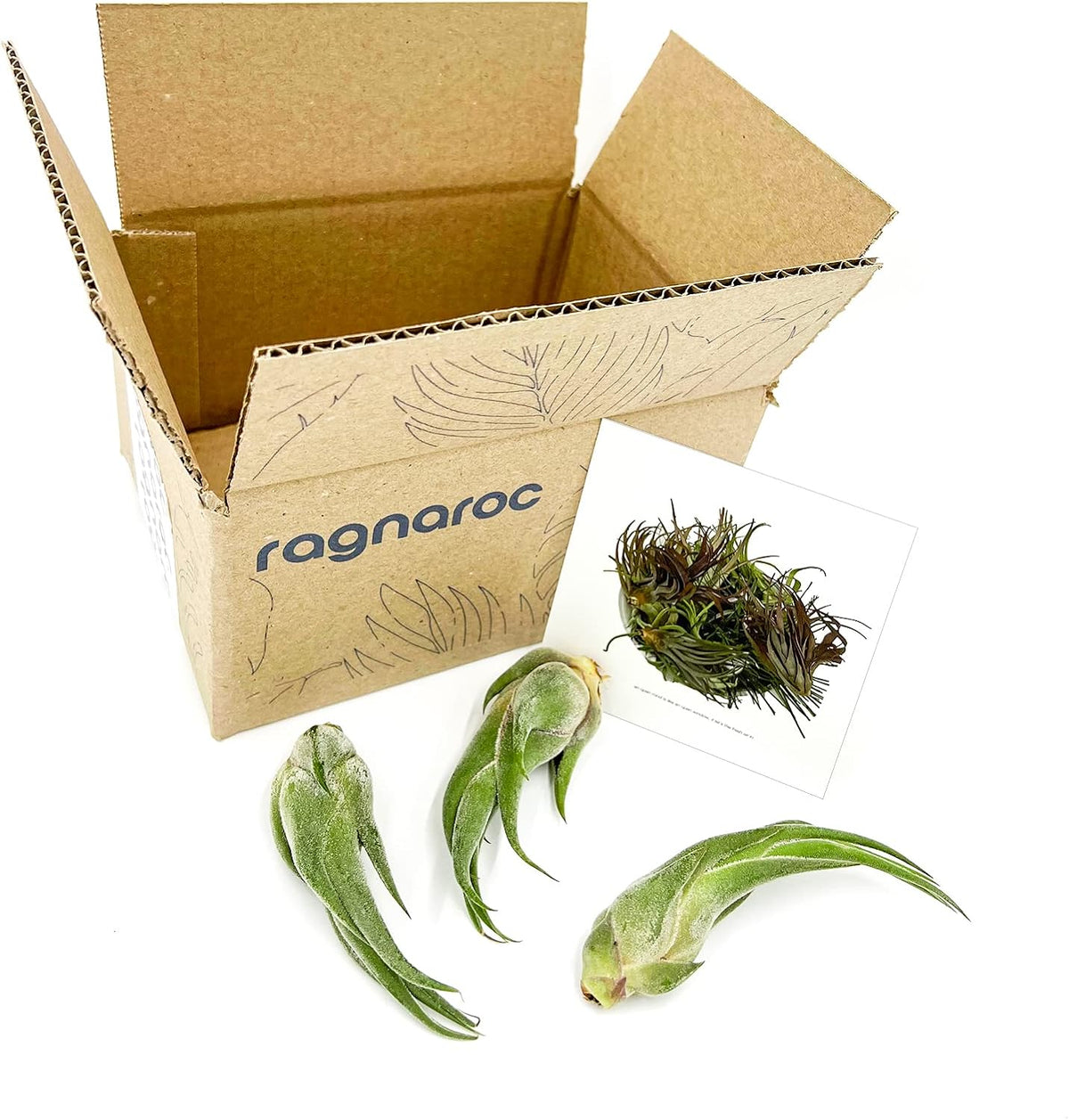 ragnaroc Air Plants - Tillandsia Seleriana, Large 4-6" - 3ct - Live Arrival Guaranteed - House