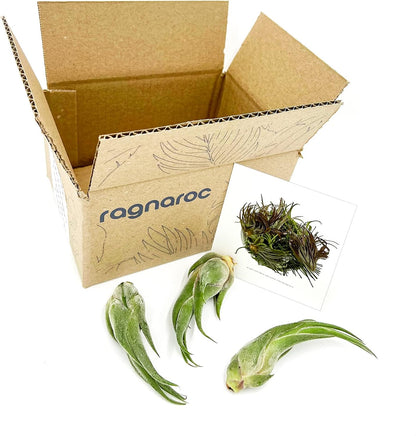 ragnaroc Air Plants - Tillandsia Seleriana, Large 4-6" - 3ct - Live Arrival Guaranteed - House