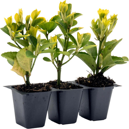 3 Golden Euonymus Shrubs | Live Plants in 2.5-inch Nursery Cubes | Japonica ‘Aureo-Marginatus’