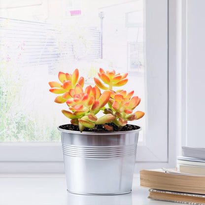2" Live Succulent 'Sedum adolphii Shooting Stars', Rare Succulent Plants Fully Rooted in Pots