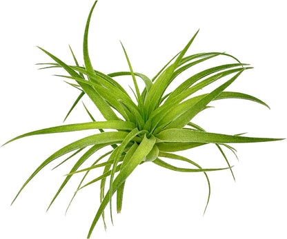 Live Air Plants - Tillandsia Geminiflora 1-3" - 5ct – ragnaroc Live Indoor Plant - Live Arrival