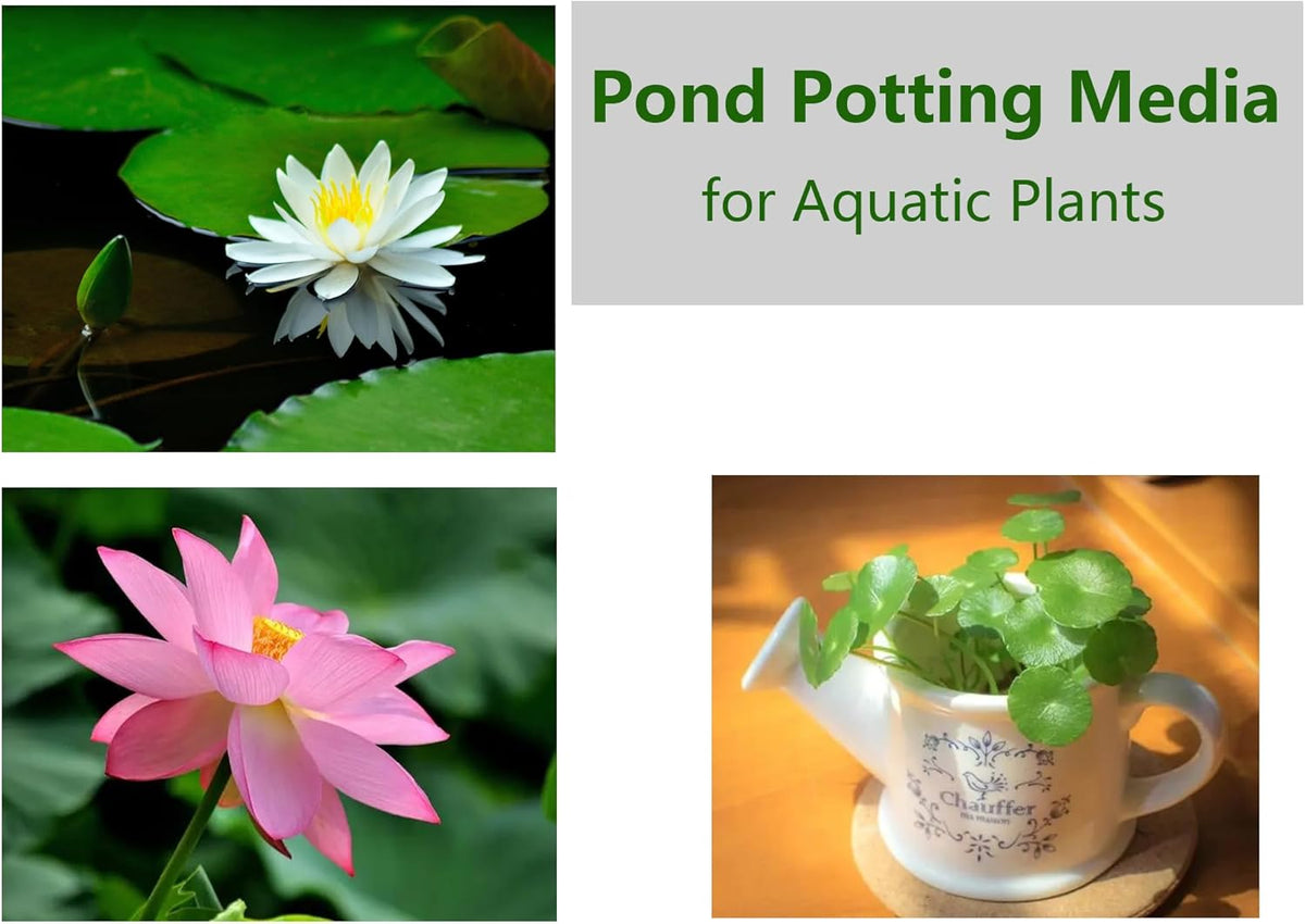 Natural Pond Mud Soil for Planting Bonsai Lotus Flower (2)