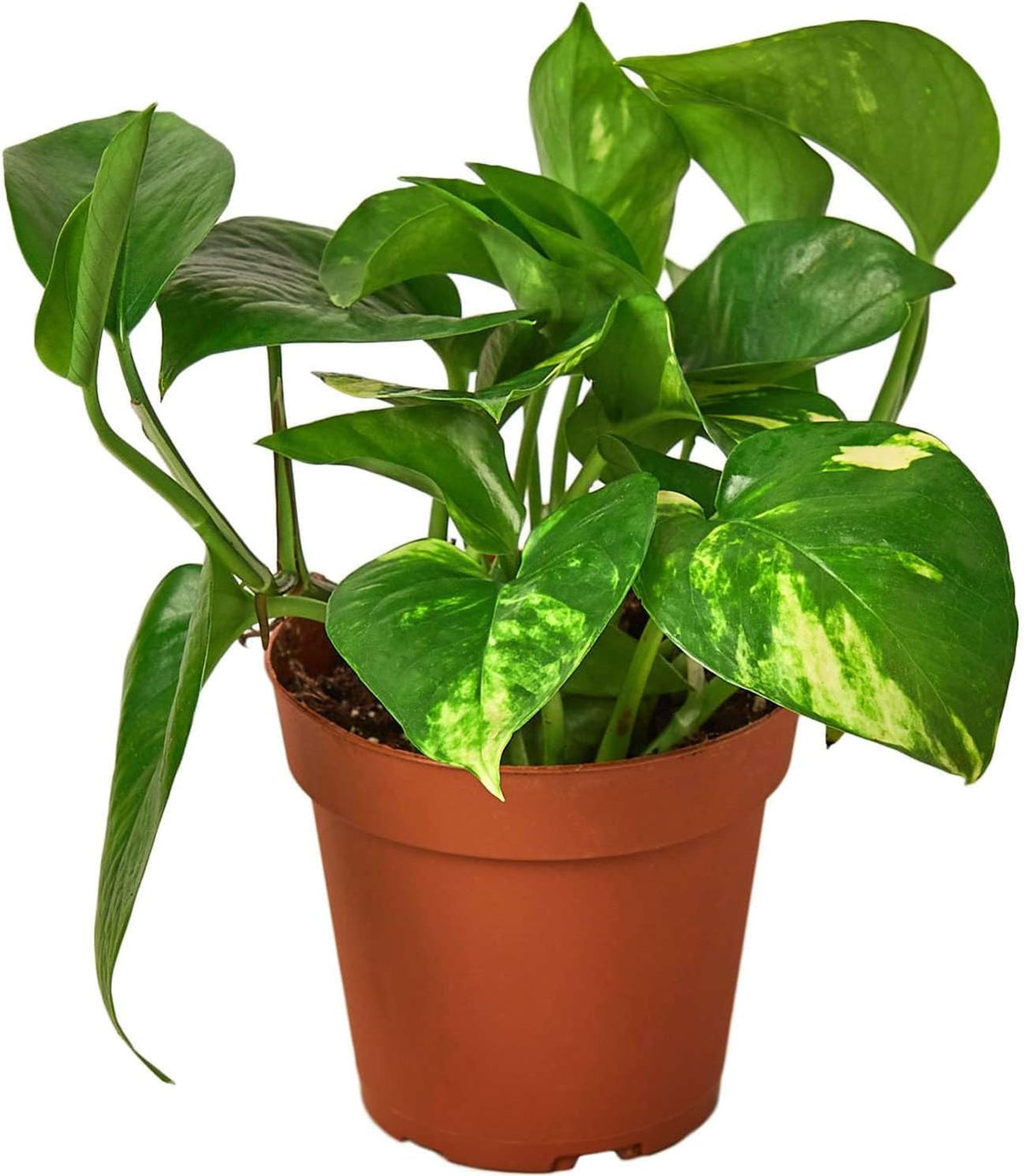 Pothos Golden Live Plant for Indoor | Different Houseplants in 4'' & 6'' Pot | Real House Plant for