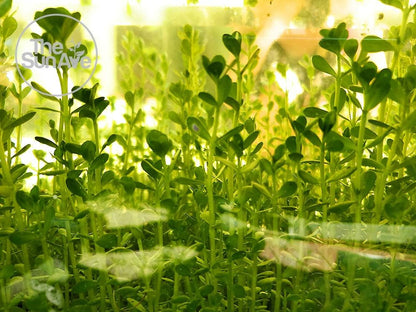 1. Bacopa Monnieri Easy Freshwater Live Aquarium Plant with Roots (7+ Stems)