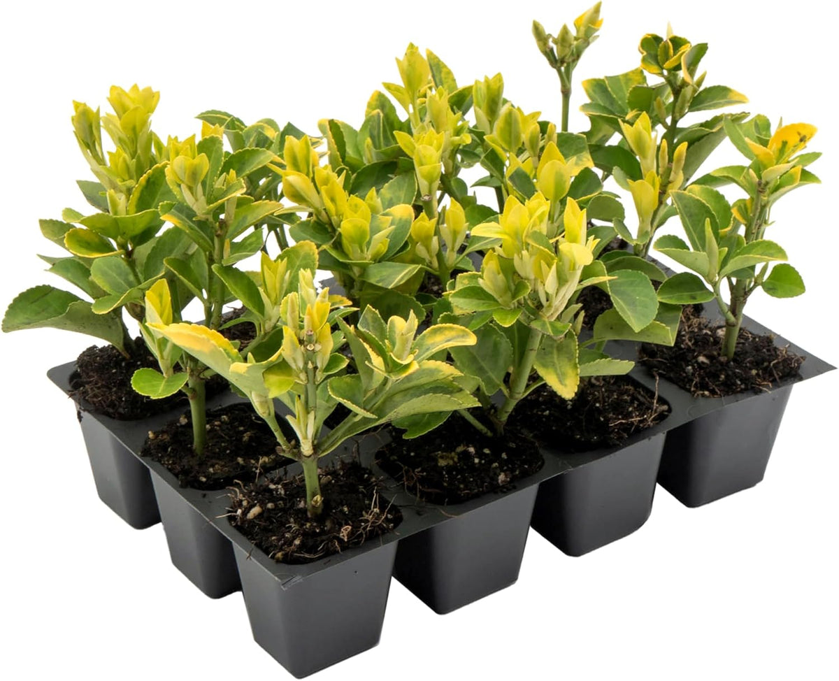 12 Golden Euonymus Shrubs | Live Plants in 2.5-inch Nursery Cubes | Japonica ‘Aureo-Marginatus’
