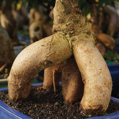 Brussel's Bonsai Live Ginseng Grafted Ficus Indoor Bonsai Tree - Small, 4 Years, 6 to 8 In - Live