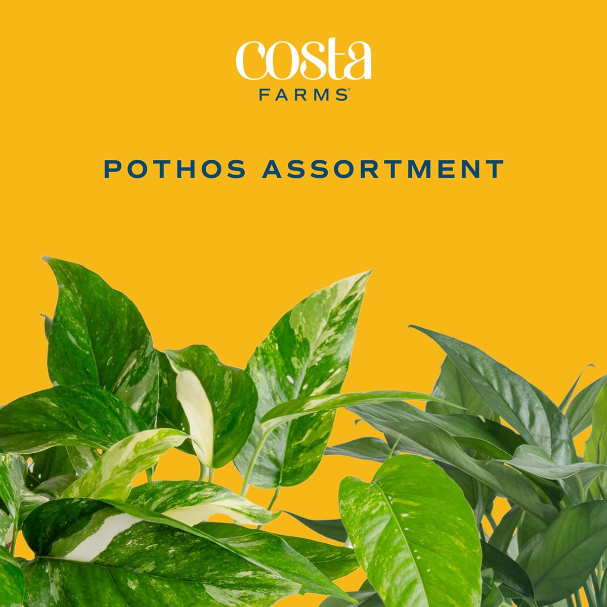 Costa Farms Pothos Assortment (Baltic Blue, Amplissimum, Golden Pothos)