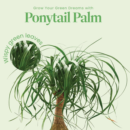American Plant Exchange Ponytail Palm – 10-Inch Pot – Live Large Bonsai Plant, Pet Safe Indoor