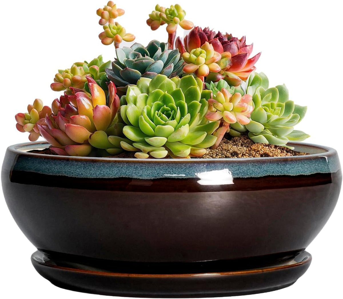 SQOWL Succulent Pots with Drainage Hole - 6 Inch Ceramic Bonsai Tree Pots, Shallow Planter with