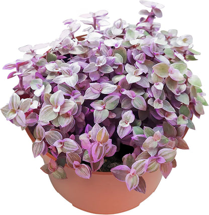 Live Succulents Pink Lady (4-inch), Succulent Plants Fully Rooted in Pots with Soil, Easy-Care