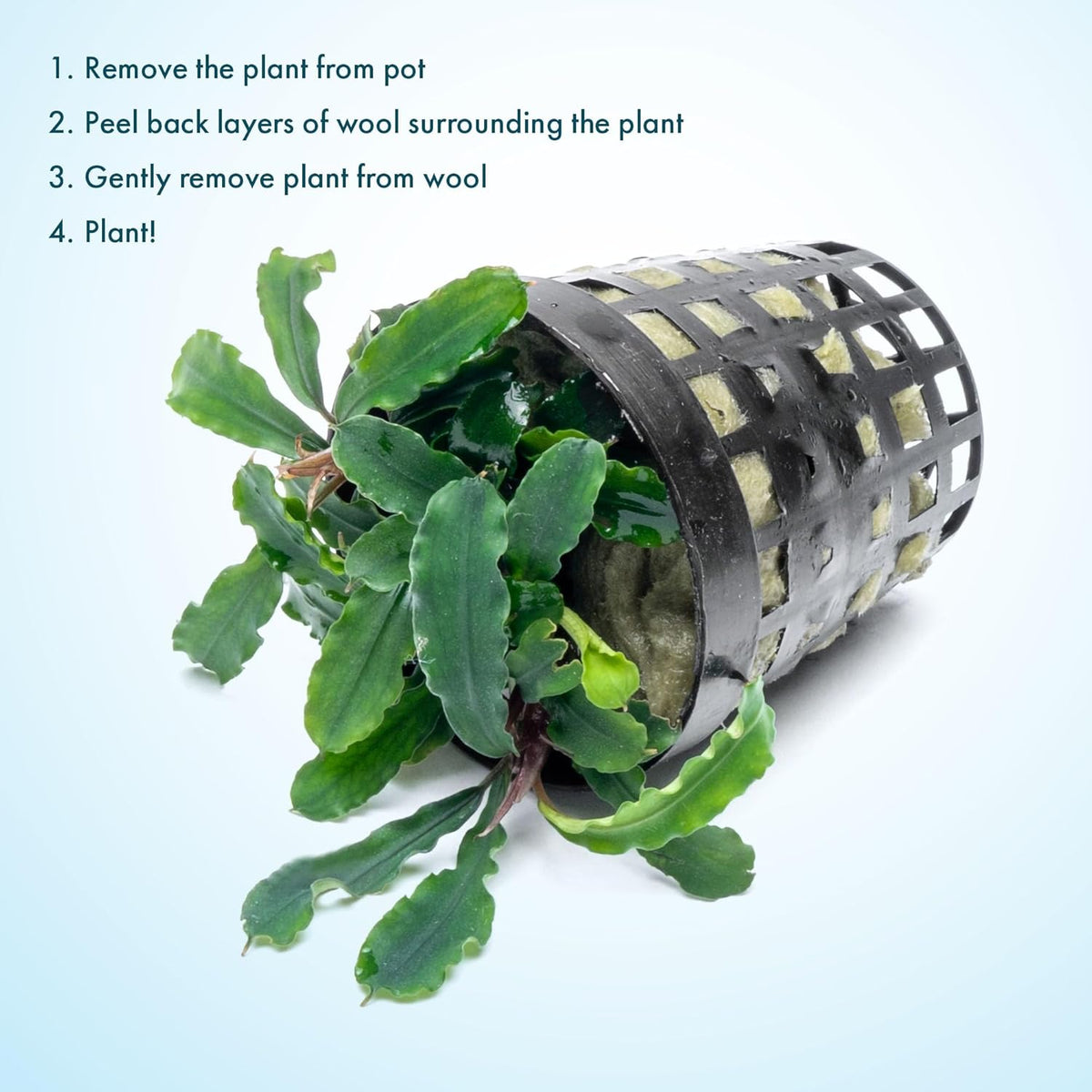 SubstrateSource Live Plants - Bucephalandra Theia - Low Light, Green, Red, Purple Accent for