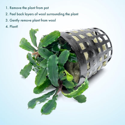 SubstrateSource Live Plants - Bucephalandra Theia - Low Light, Green, Red, Purple Accent for