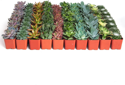 Shop Succulents Assorted Succulent Plant Pack Bulk Collection - Live Mini Succulent Plants, Low