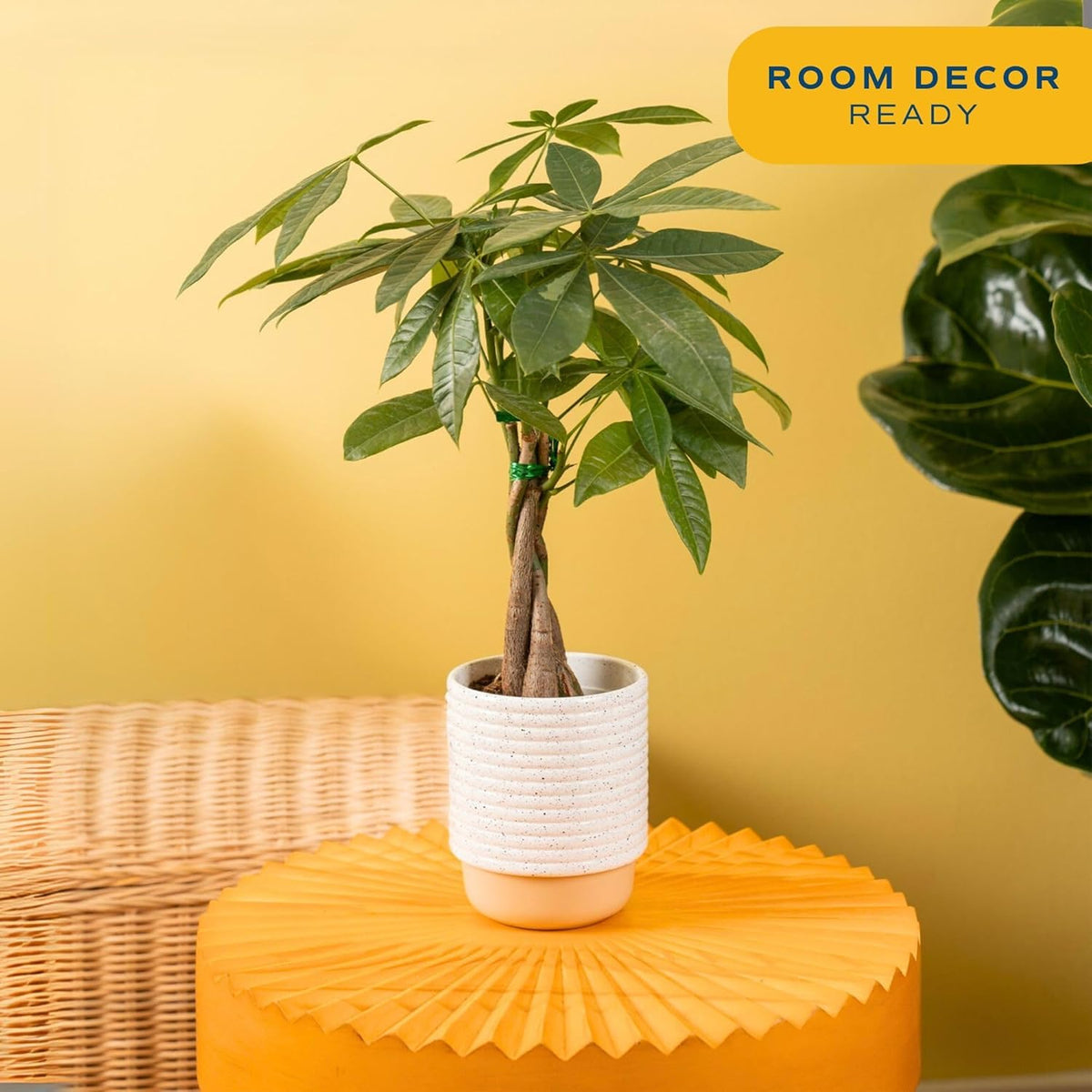 Costa Farms Money Tree Live Plant | 12-16 Inches Tall Bonsai | Easy to Grow Indoor Houseplant in