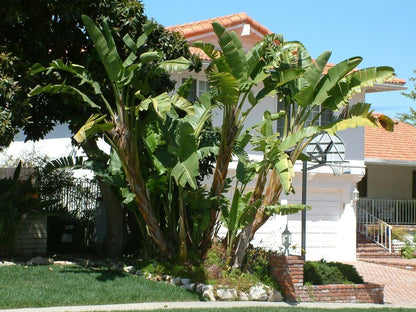 Bird of Paradise - White - Strelitzia Nicholai. (4 White BoP in Cup)
