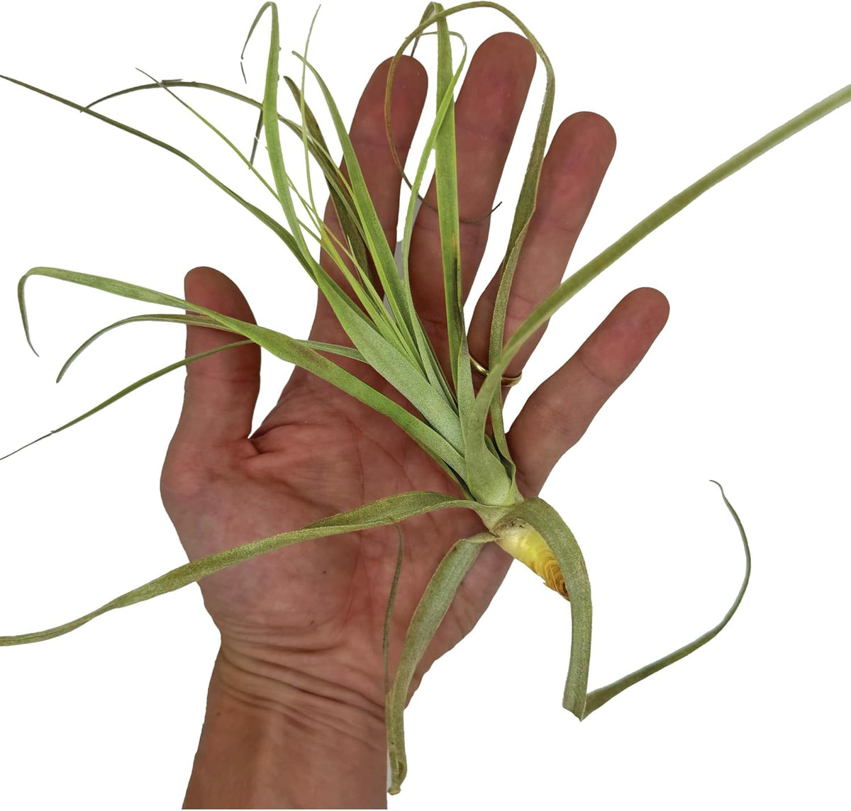 ragnaroc Air Plants - Tillandsia Straminea Jumbo 6-9" - 2ct - Live Arrival Guaranteed - House