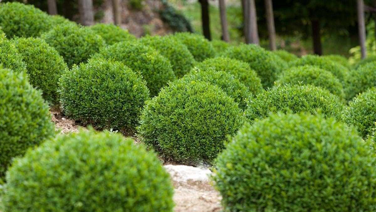Winter Gem Boxwood | 3 Live 4 Inch Pots | Buxus Microphylla Japonica | Fast Growing Cold Hardy