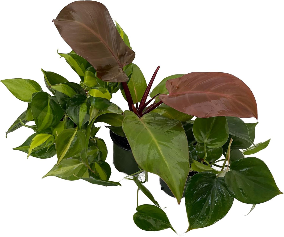 Philodendron Assortment - 3 Pack in 4" Pots