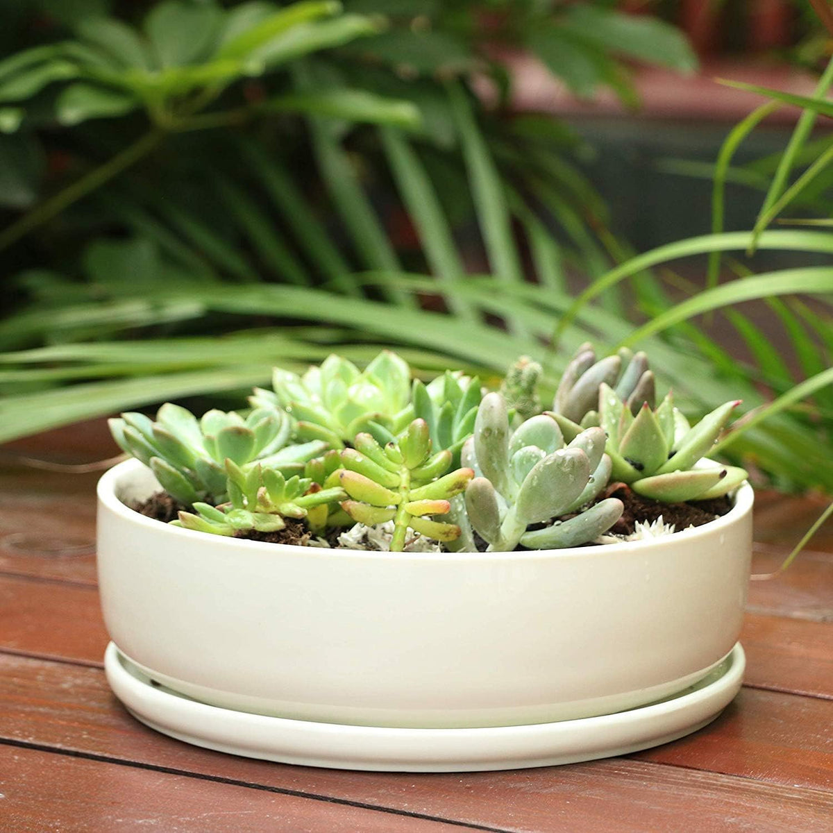 SQOWL 8 inch White Round Ceramic Succulent Planter Pot Modern Flower Cactus herb Big Planter with