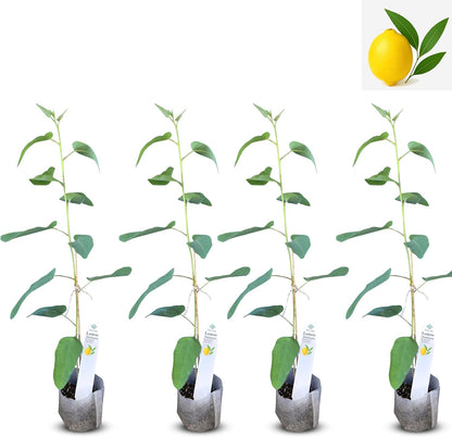 Lemon Eucalyptus (Corymbia citriodora) Live Plant - Fragrant Indoor/Outdoor Plant with Natural