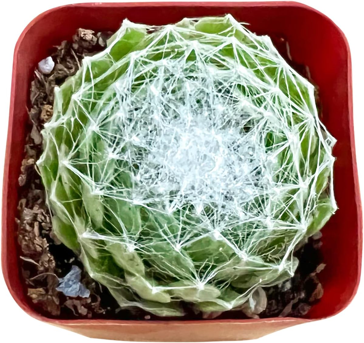 Sprout N Green Sempervivum arachnoideum, Live Succulent Fully Rooted in 2 inch Starter Pot, House