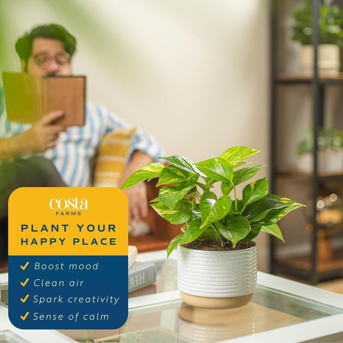 Costa Farms Golden Pothos Live Plant, Easy Care Indoor House Plant in Modern Decor Planter Pot