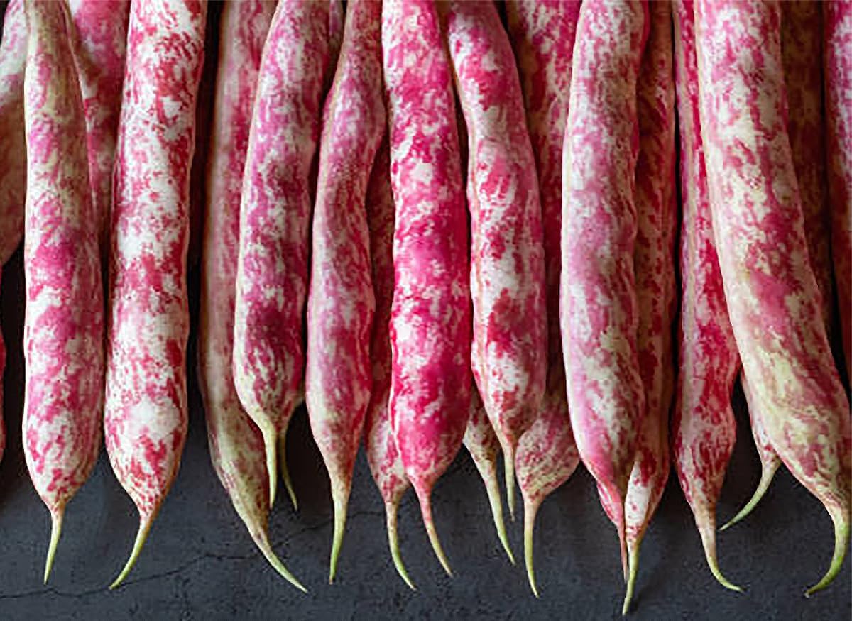 Vermont Cranberry Shell Bean Seeds - 20 Large Bean Seeds - Marde Ross & Company ®