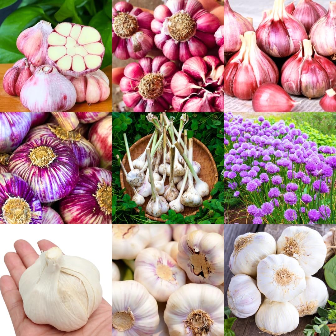 1 Pound Hard Neck Garlic for Planting in Fall, Assorted Mixed Garlic Bulb for Planting, Fresh and