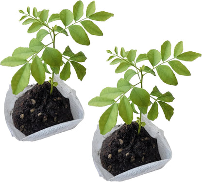 Curry Leaf Plant. Live Plant. Fragrant, Beautiful, Edible. Easy Grow. Indian Cooking Must Have.