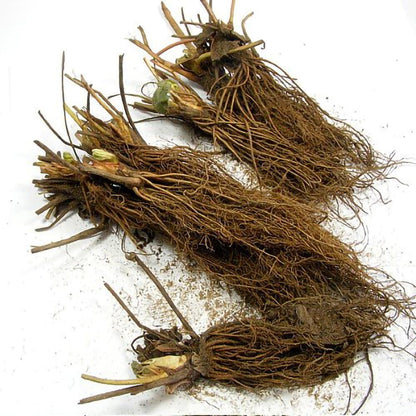 White Carolina Pineberry Plants - 10 Roots -Bareroot-Pineapple/Strawberry Flavor - Grow Indoors or