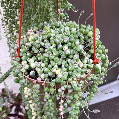 Variegated String of Pearls Plant Live, Succulent Trailing Vine, Indoor Houseplant Live in Pot