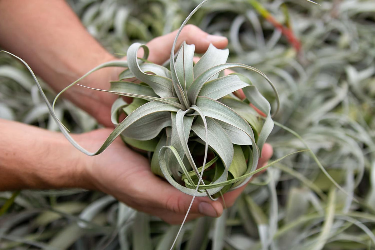 3 Pack Large Xerographica Air Plants 5 to 7 Inch Wide-Air Plants Live Tillandsia Succulent House