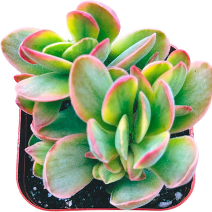 Succulents Plants Live 2inch Live Mini Succulent Plants, Easy Care House Plants Rooted in Succulent