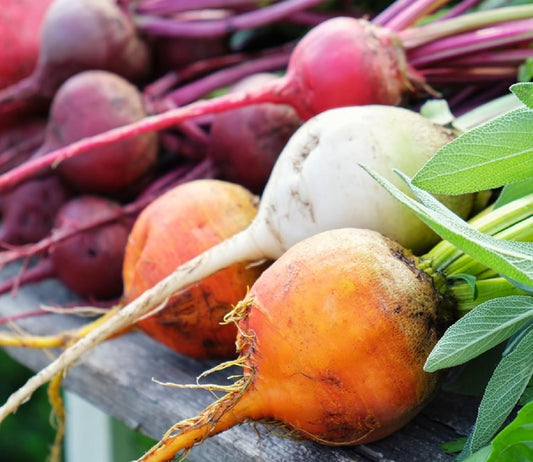 Rainbow Blend Beets for Planting – Plant & Grow Heirloom Rainbow Beets in Home Outdoor Vegetable