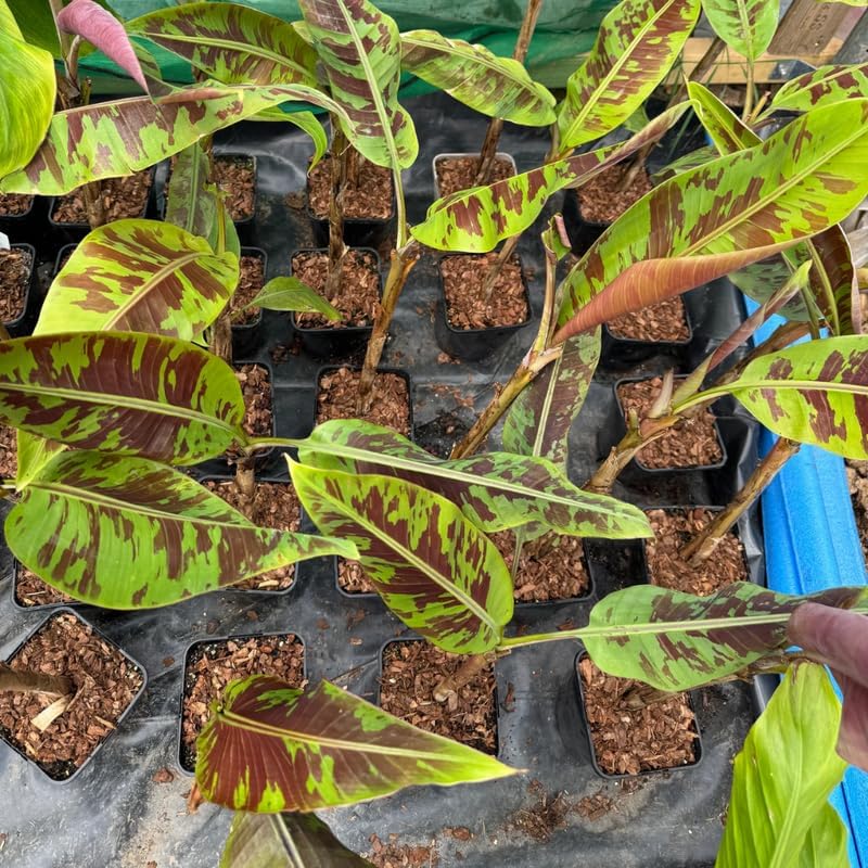Zebrina Banana Plant Live, 4-6" Tall Well-Rooted for Indoor Tropical Displays, Cold Hardy Banana