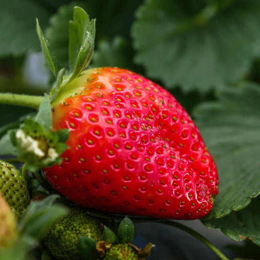 Cabot June-Bearing Bare Root Strawberry Plants - Grow Extra-Large, Extra-Sweet Strawberries
